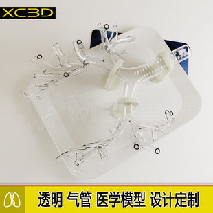 支气管镜训练模型5级透明支气肺管内镜练习肺叶肺部教具结构定制