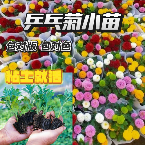 彩色乒乓菊小苗盆栽好养绿植阳台