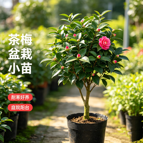 茶梅盆栽小苗庭院阳台耐寒好养四季开花桌面绿植正品木本花卉新手