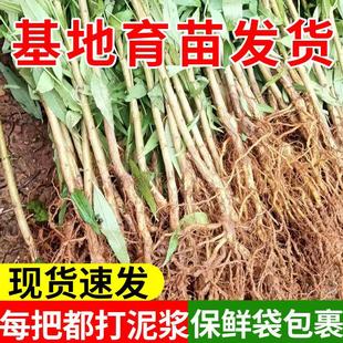 【桃树苗】实生毛桃树苗嫁接用占木苗桃树实生苗易种植根系粗壮