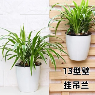 金边吊兰室内盆栽绿植花卉室内阳台四季 常青客厅水培懒人好养植物