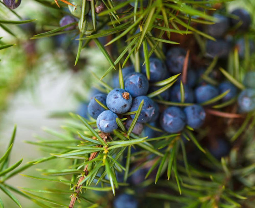 高地杜松浆果精油 果实蒸馏 黑山