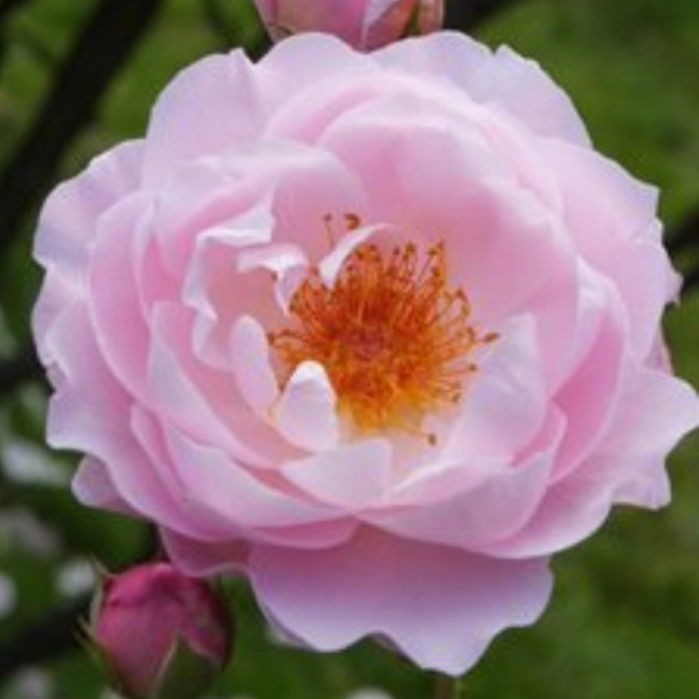 保加利亚进口奥图玫瑰精油