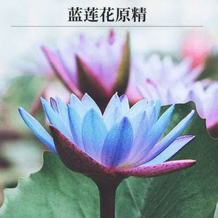 白莲花 I 粉莲花｜蓝莲花原精｜蓝莲花岩兰草精油 清静雅香超爱