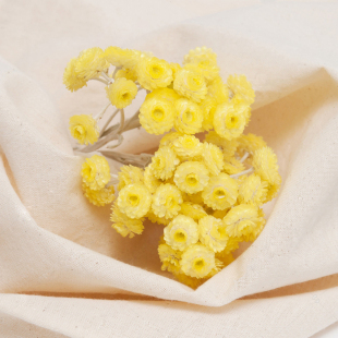 科西嘉岛永久花纯露 初然级饮或用美美的淡熊猫眼淡巴淡豆