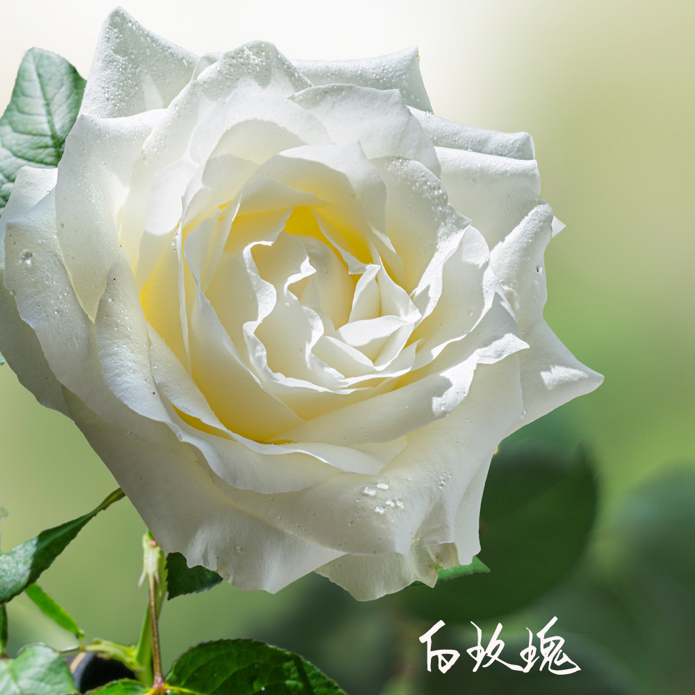 2023新货 保加利亚 铜锅蒸馏 特初级白玫瑰纯露 甜美芬芳尝过即知