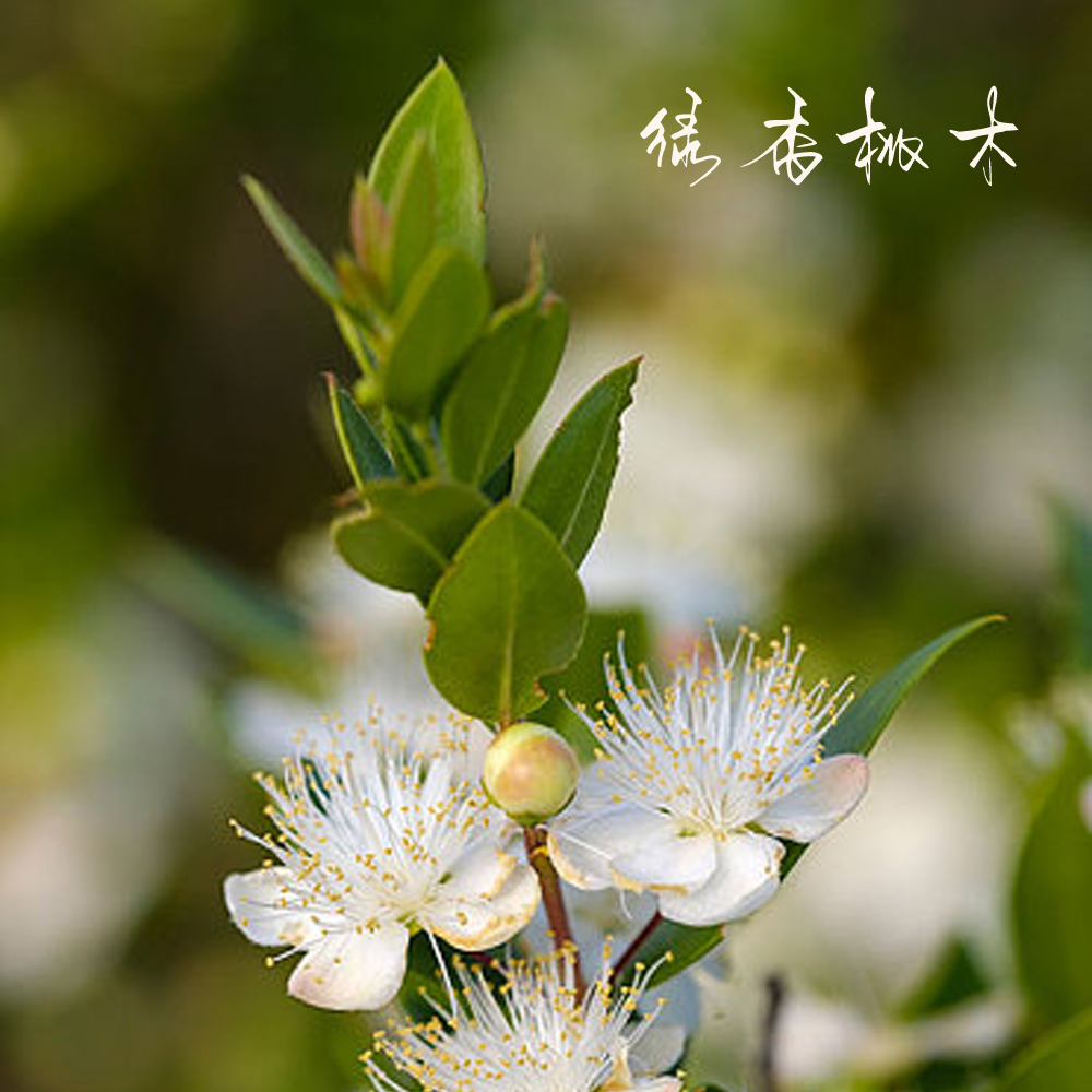 初然绿香桃木/绿桃金娘精油 菌收敛净化阻塞毛孔 利呼吸缓大