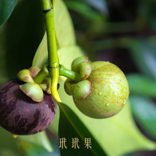 【若水】蒸馏玳玳果精油 中国