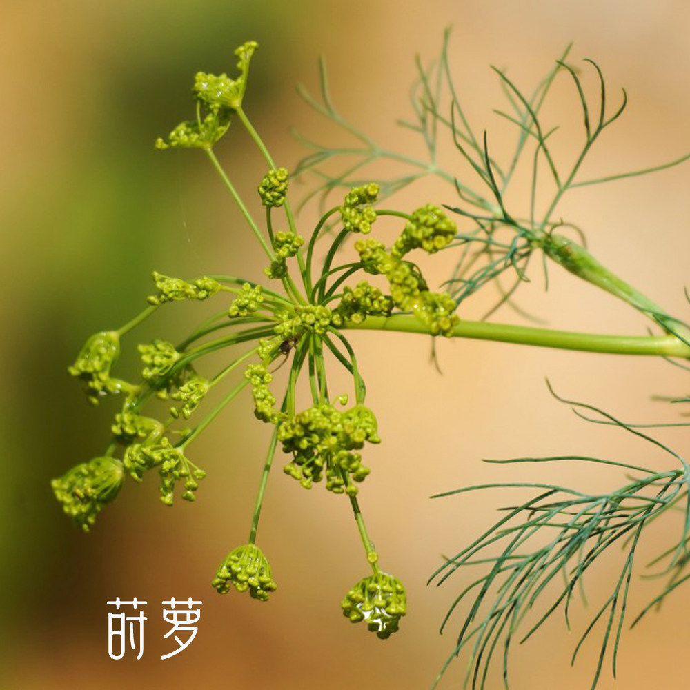 【若水】莳萝精油 全株蒸馏 埃及