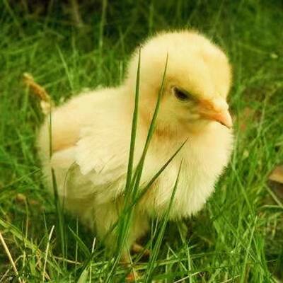 网红孵化器小黄鸡，儿童科教宠物小黄鸡受精蛋，学生可教可孵化蛋