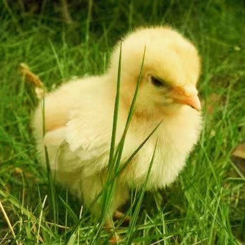 网红孵化器小黄鸡，儿童科教宠物小黄鸡受精蛋，学生可教可孵化蛋