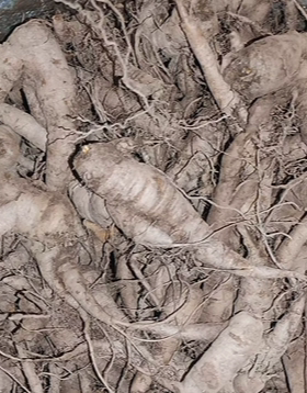 中药材滇红大戟野生红芽大戟红牙大戟京大戟大红参药食滋补食材