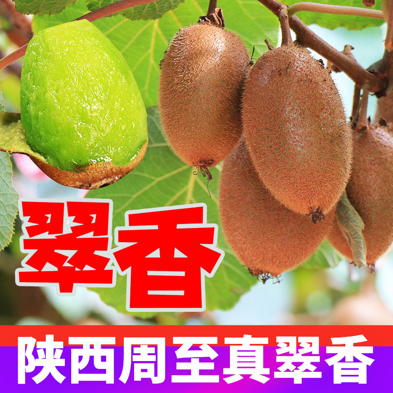 陕西周至翠香猕猴桃农户直发