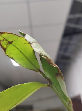 新茶漳平水仙茶传统茶工艺天然自带花香，虫子吃过的24泡半斤