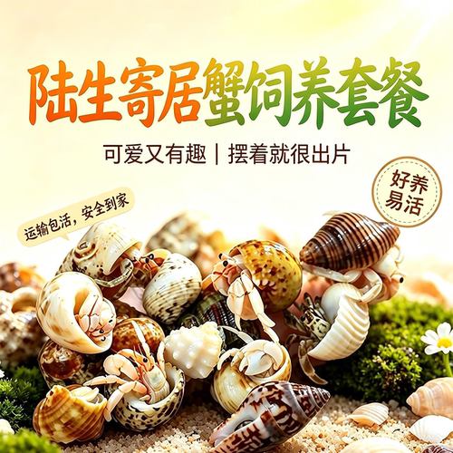 陆生寄居蟹宠物好养易活爬天异宠