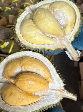 金枕榴莲老树泰国榴莲肉厚核小