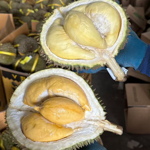 金枕榴莲老树泰国榴莲肉厚核小