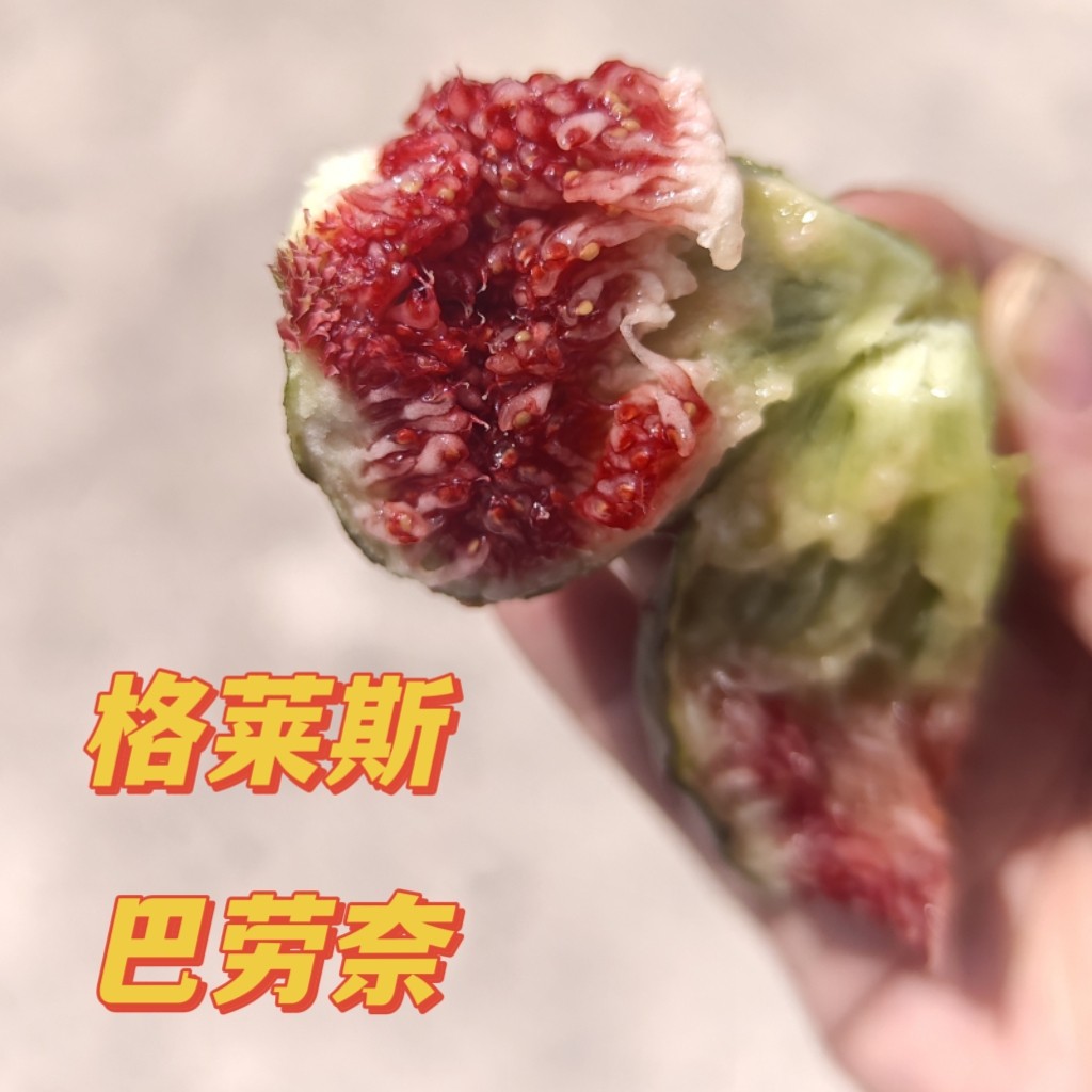 （顺丰直达）云南流蜜无花果格莱斯芭劳奈2.2斤新鲜发货自然熟
