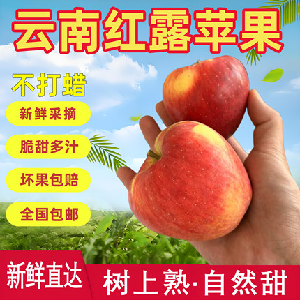 【新果上市】云南高山红露小苹果脆甜多汁冰糖心新鲜采摘非丑苹果