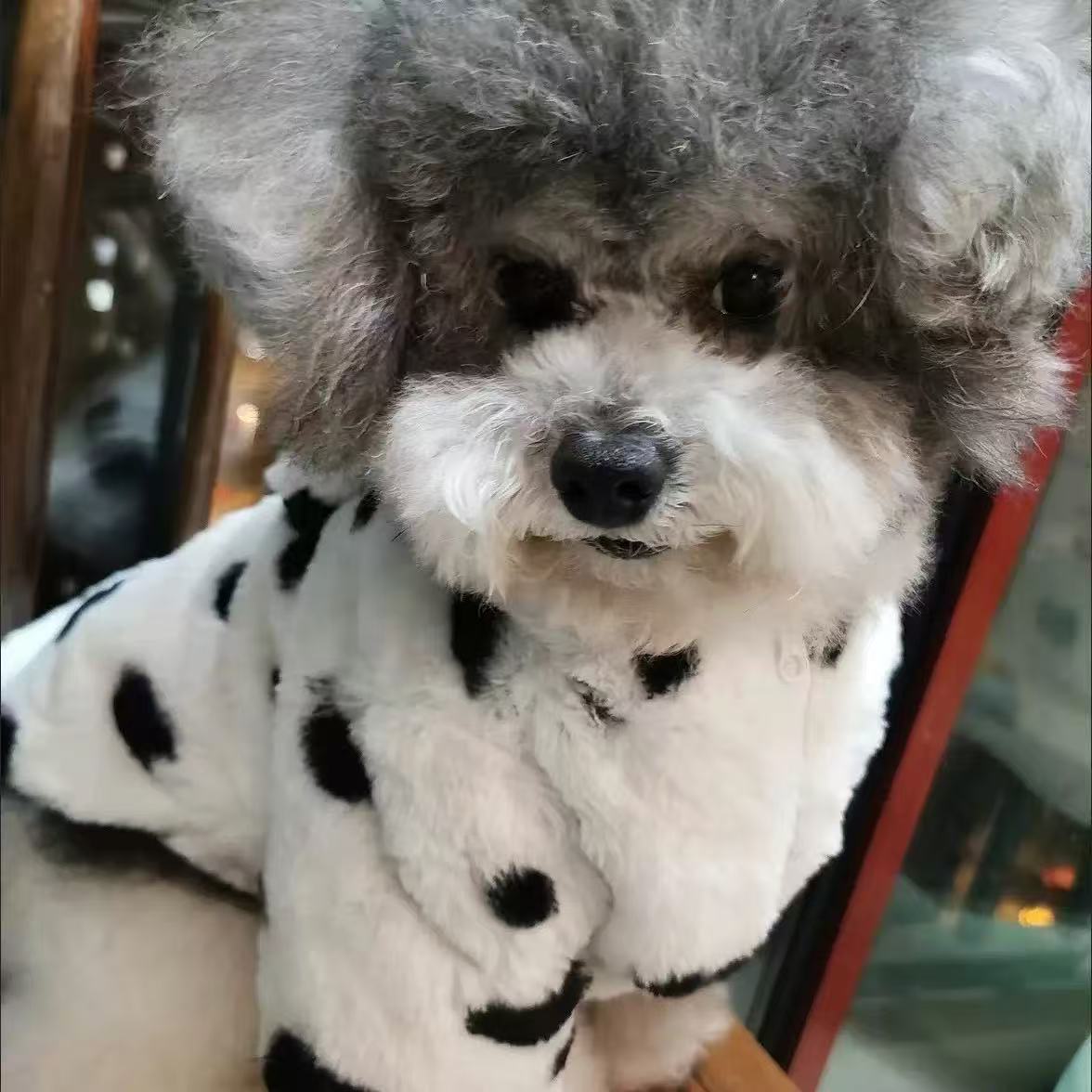 宠物斑点狗保暖毛绒外套雪纳瑞泰迪比熊法斗博美秋冬狗狗猫咪衣服