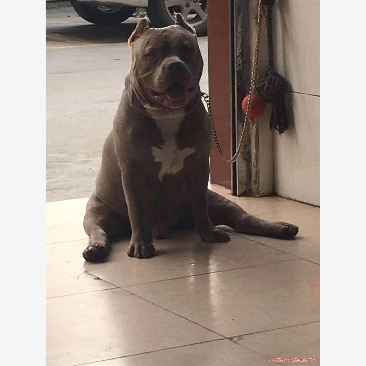 议价商品~恶霸犬/美国恶霸犬dax血,体重60 ,借配,不卖,不卖