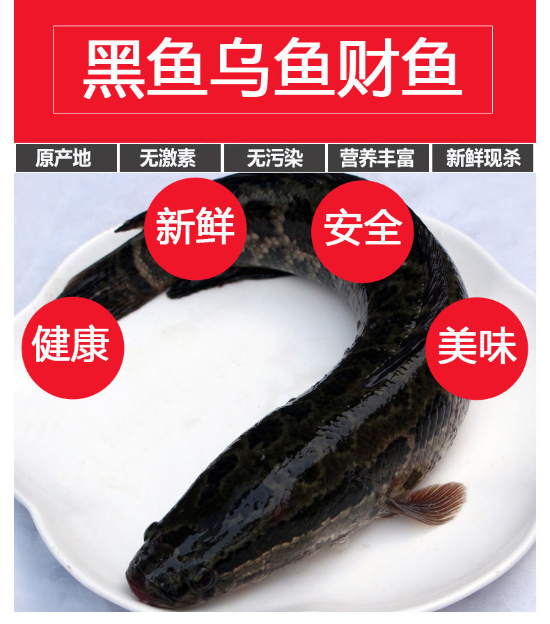 大黑鱼千岛湖顺丰包活到家整条