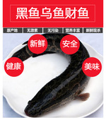 千岛湖野大黑鱼活鱼乌鳢头生态乌鱼新鲜食用乌贼财鱼高营养月子鱼