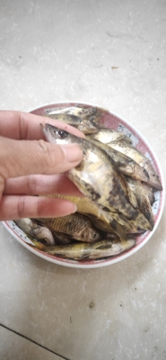 淡水石斑小杂鱼新鲜棍子鱼