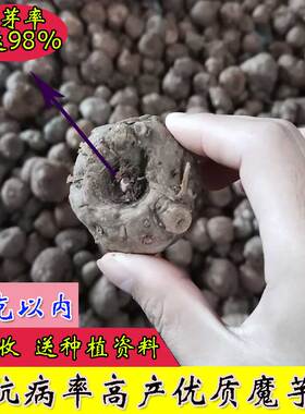 云南魔芋种子 高产精品魔芋种子出芽率98%花魔芋种籽新鲜磨芋包邮