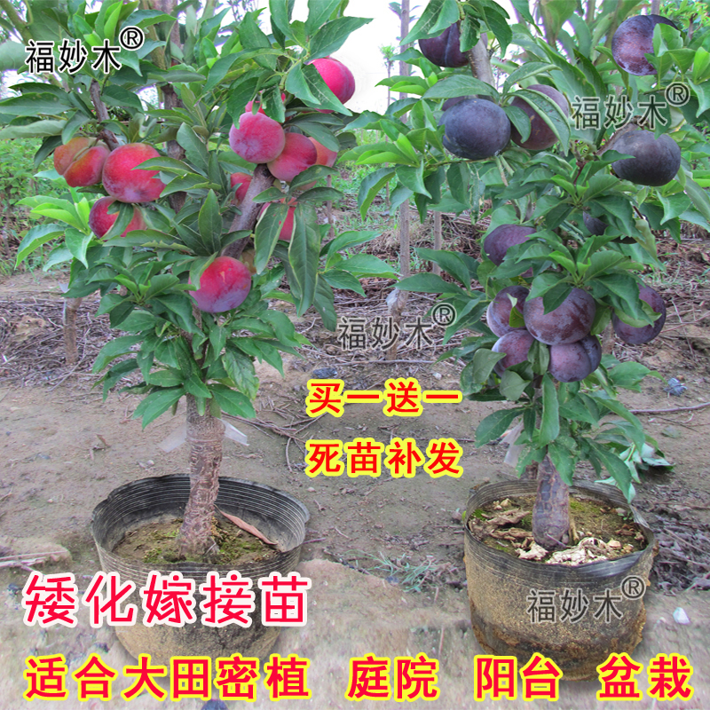 嫁接李子树苗蜂糖李庭院阳台种植矮化盆栽脆红李晚熟果树当年结果