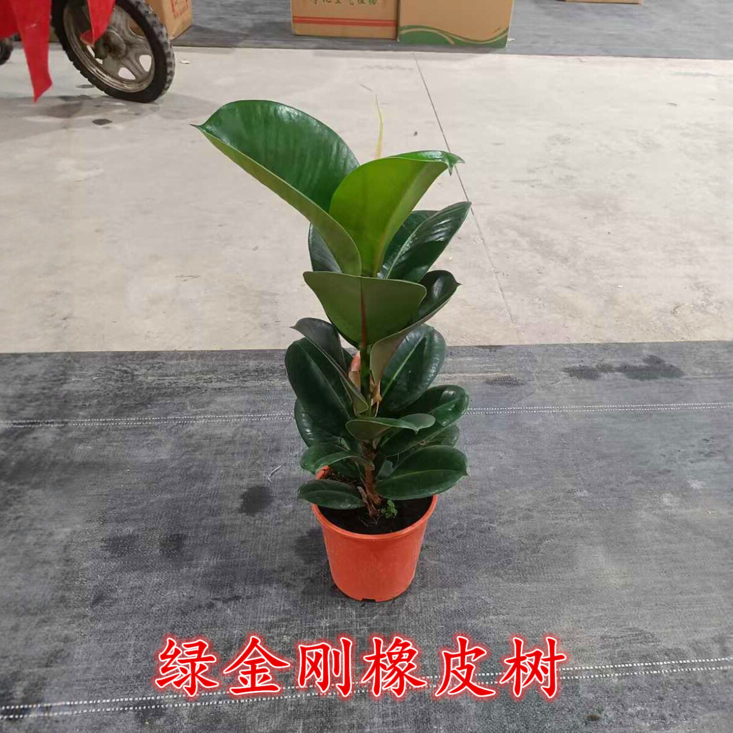 绿色叶橡皮树苗阳台净化空气
