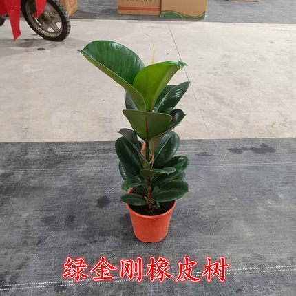 绿叶黑金刚橡皮树苗老桩室内阳台绿植盆栽净化空气吸甲醛观叶大型