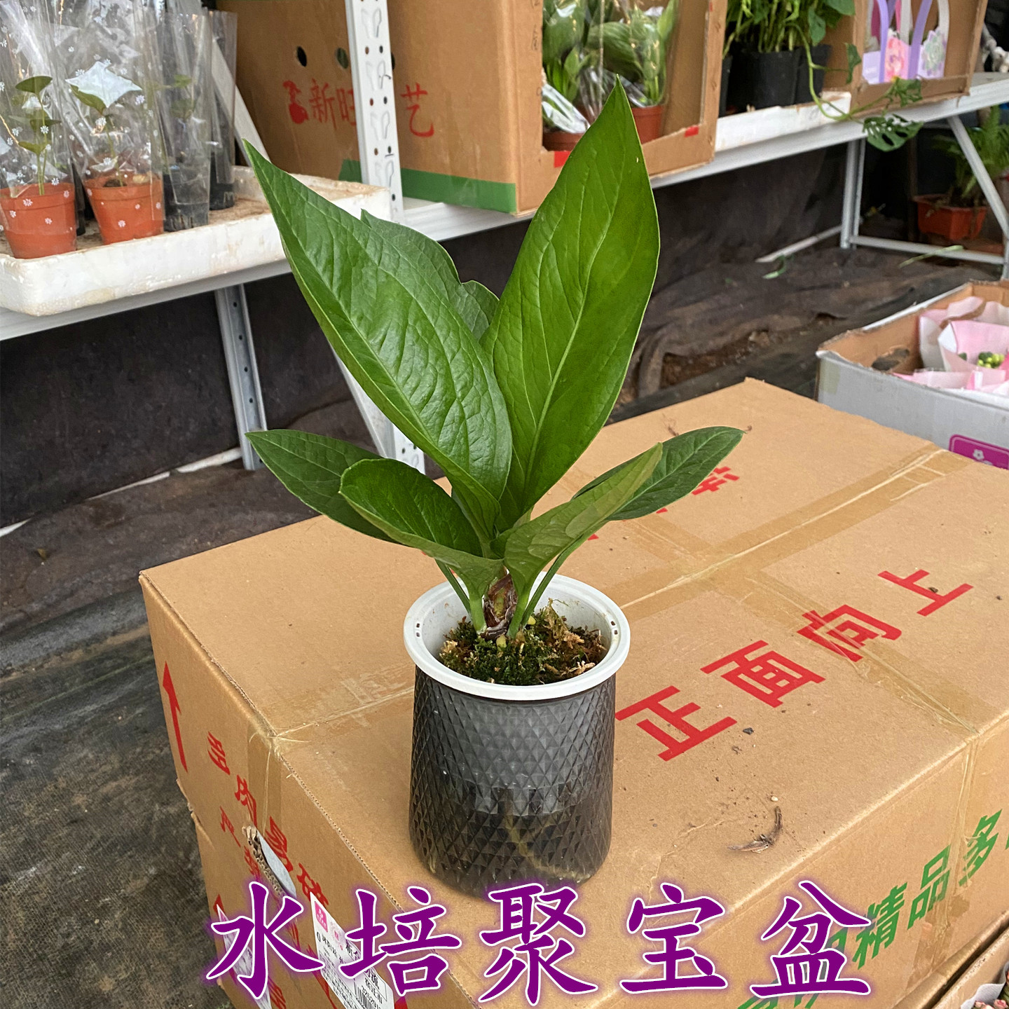 水培聚宝盆室内净化空气图片