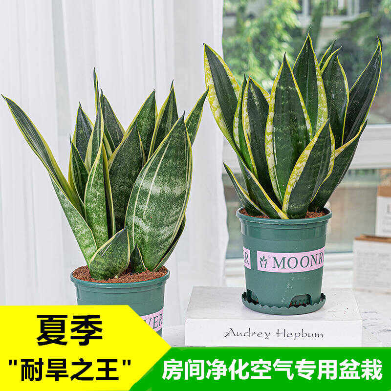 精品黄金银脉金边霸王虎皮兰绿植小盆栽植物客厅桌面室内吸甲醛