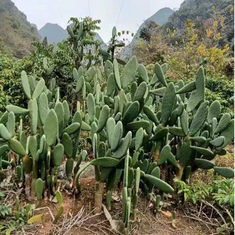 仙人掌防辐射物多肉植物盆栽植室