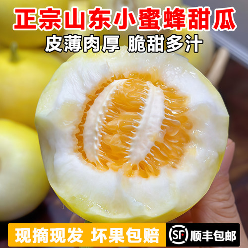 山东小蜜蜂甜瓜现货香味新鲜应季