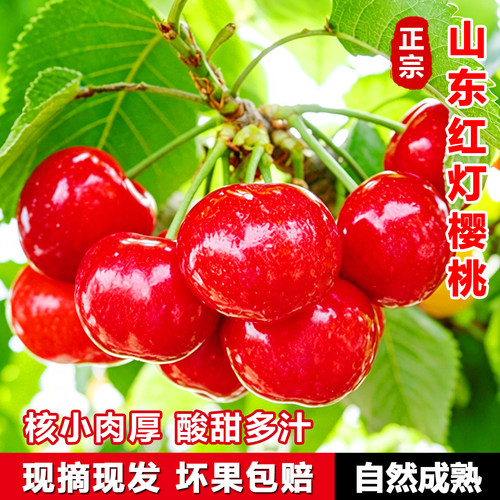 山东大樱桃新鲜水果应季现摘露天酸甜红灯萨米托先锋孕妇好水果