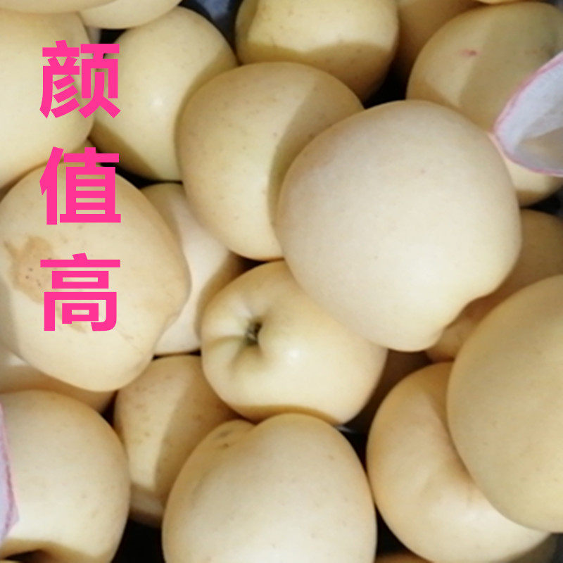 山东明月奶油白苹果甜脆纯甜