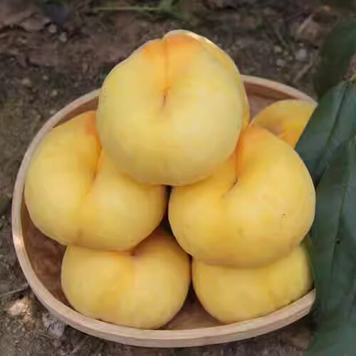 时令水果5斤香甜蟠桃蒙阴蜜桃