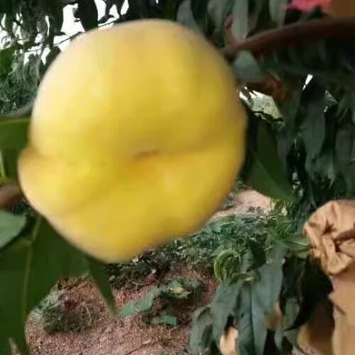 蟠桃香甜多汁新鲜蒙阴蜜桃水果