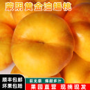 整箱山东蒙阴特大黄油桃扁桃 彩虹黄金油蟠桃新鲜水果现摘现发当季