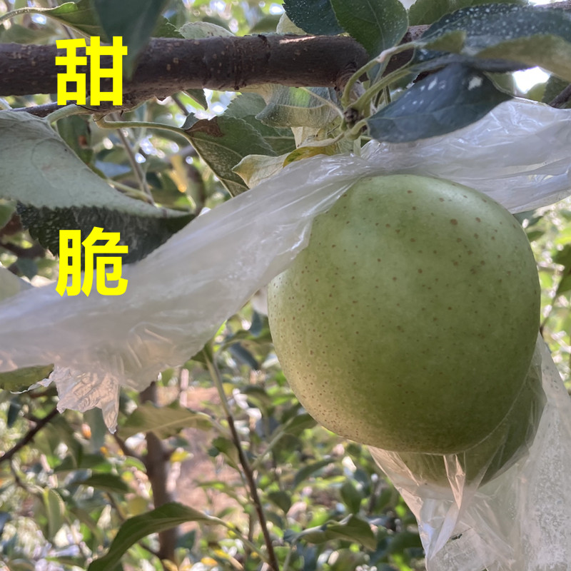 青森明月王林青苹果甜脆多汁新鲜