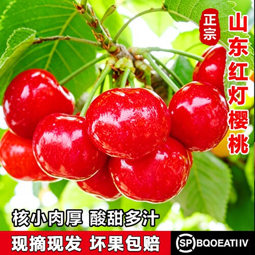 山东大樱桃新鲜水果应季现摘露天酸甜红灯萨米托先锋孕妇好水果
