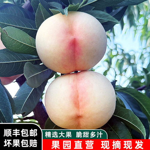 映霜红山东蒙阴新鲜甜桃脆桃