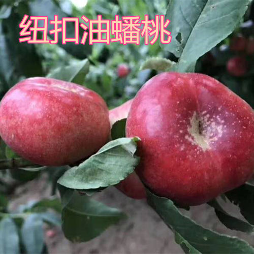 蒙阴蜜桃应季纽扣蟠桃甜脆软多汁