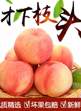 蒙阴蜜桃甜桃5斤甜脆红桃