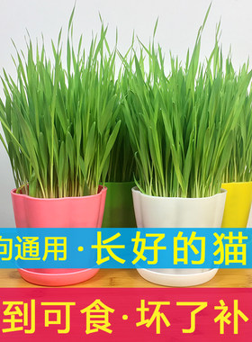 猫草已种好猫薄荷种子水培猫草盆栽猫咪去毛球零食果冻片即食成品