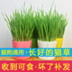 猫草已种好猫薄荷种子水培猫草盆栽猫咪去毛球零食果冻片即食成品