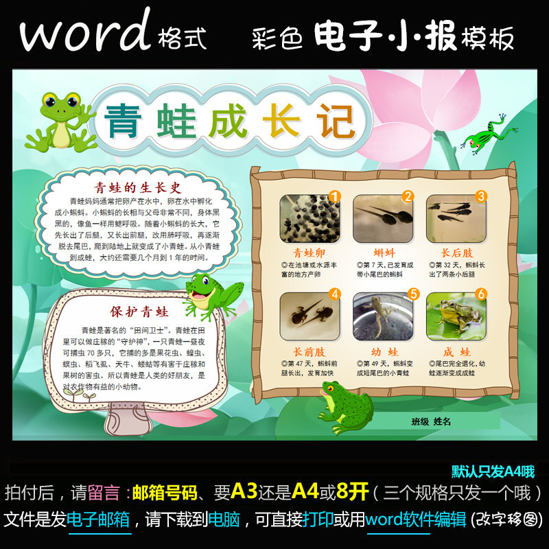 d041电子小报word模版小动物手抄报学生养蚕简报青蛙成长记