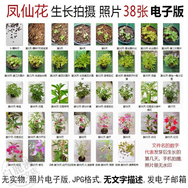 p20凤仙花生长照片电子版jpg图片-植物从种子到开花结果成长过程